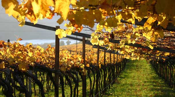 Vini Alto Adige Vini Alto Adige