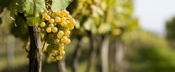 Vini Bianchi Vini Bianchi