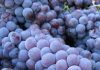 Il Nebbiolo che non ti aspetti