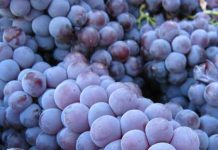 Il Nebbiolo che non ti aspetti