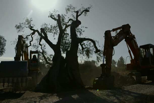Alberi che camminano Alberi che camminano