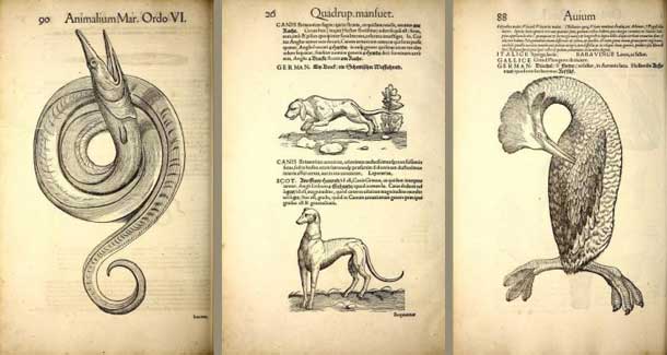 Historia animalium bestiario  Historia animalium bestiario