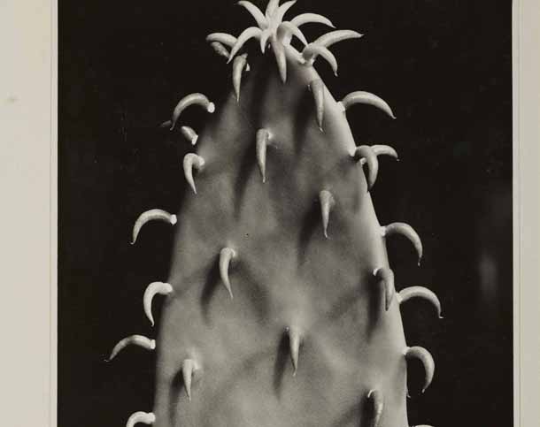 Aenne Biermann Cactus (Kaktus), prima del 1930 Stampa su gelatina, cm 50 x 40 Museum Folkwang, Essen Aenne Biermann Cactus (Kaktus), prima del 1930 Stampa su gelatina, cm 50 x 40 Museum Folkwang, Essen