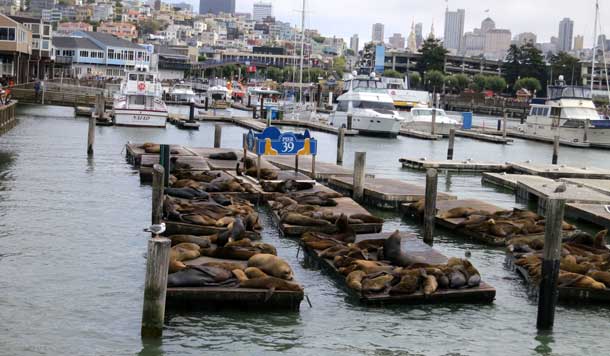 Pier 39_photocredit Fermata Spettacolo Pier 39_photocredit Fermata Spettacolo