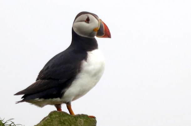 Puffin_ph Fermata Spettacolo