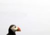 Mykines, Paradise of birds: là dove vivono i puffin