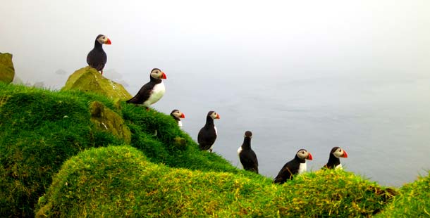Pulcinella di mare_ph Fermata Spettacolo Pulcinella di mare_ph Fermata Spettacolo