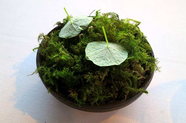 Rhubarb_ph Fermata Spettacolo Rhubarb_ph Fermata Spettacolo