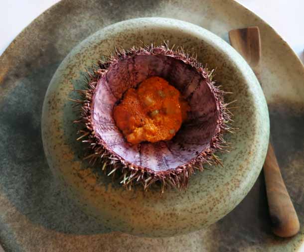 Sea Urchis_ph Fermata Spettacolo Sea Urchis_ph Fermata Spettacolo