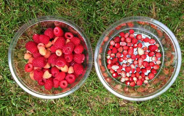 raccolta estiva di lampone (Rubus idaeus, L. 1753) e fragolina di bosco (Fragaria vesca L.) raccolta estiva di lampone (Rubus idaeus, L. 1753) e fragolina di bosco (Fragaria vesca L.)