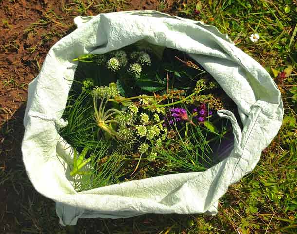 raccolta estiva alle isole Føroyar: si distingue l'Angelica archangelica L. tipica dei paesi scandinavi raccolta estiva alle isole Føroyar: si distingue l'Angelica archangelica L. tipica dei paesi scandinavi