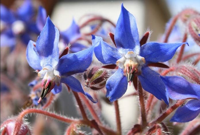 Borragine  "Borago Officinalis"
