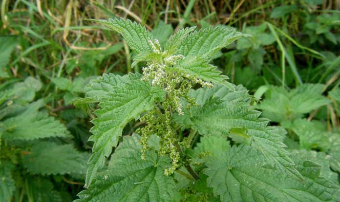 Ortica “Urtica dioica”