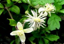 Frittata con cime di vezzadri: “Clematis Vitalba”