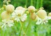Riso alli strigoli (Silene Vulgaris)
