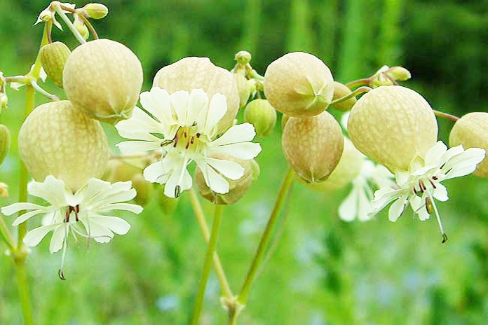 silene-vulgaris