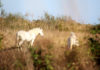 Camargue, terra gitana