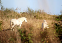 Camargue, terra gitana